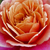 Ružová - oranžová - Záhonová ruža - grandiflora - floribunda - Distant Drums
